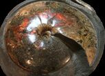 Museum Quality Placenticeras Ammonite - South Dakota #31427-2